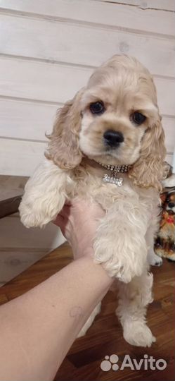 Щенки Американского кокер спаниеля