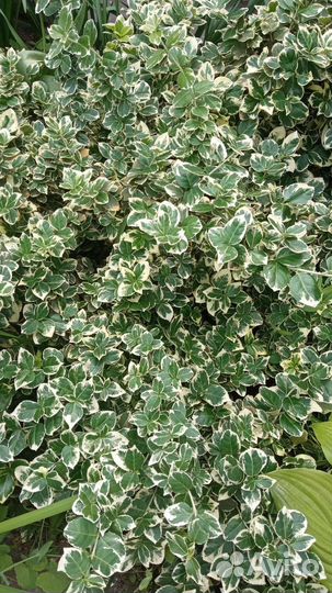 Декоративные цветы