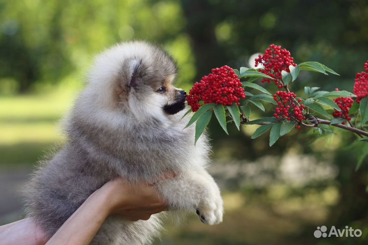 Немецкий шпиц малый