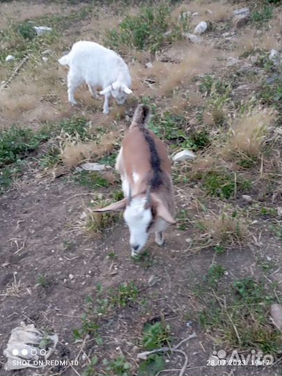 Коза дойная