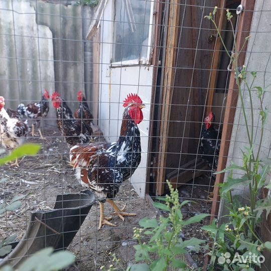 Молодые петухи