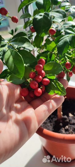 Мур Айя(дерево императоров) ягоды лечебные