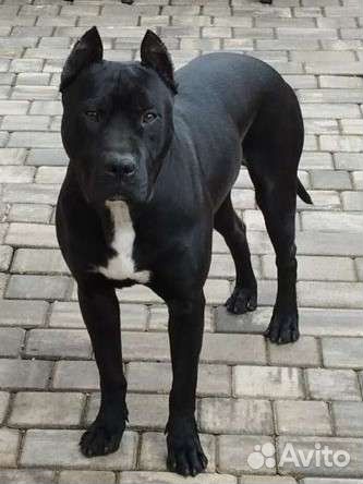 Вязка питбуль