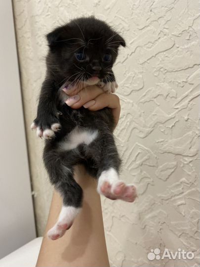 Метисы от шотландской вислоухой кошечки