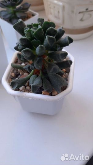 Суккуленты набор