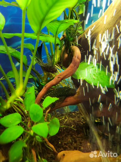 Анциструс сом