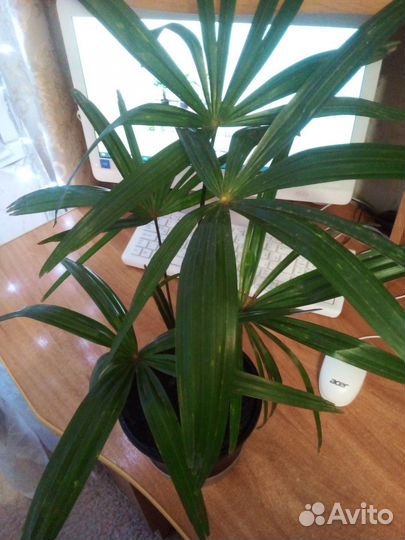 Пальма трахикарпус цветы растения