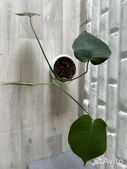 Монстера (лиана)