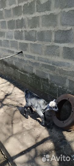 Козлик Ла-Манча-Англо Нубиец