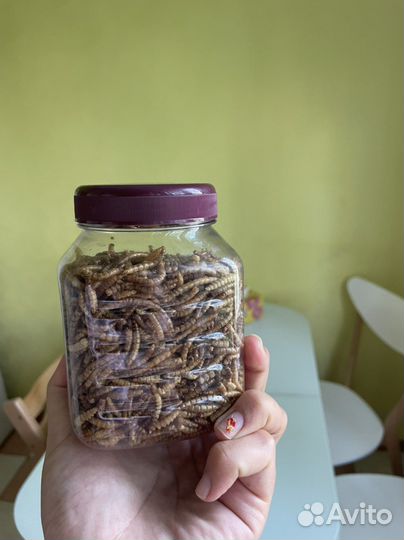 Лакомство для грызунов - червяки