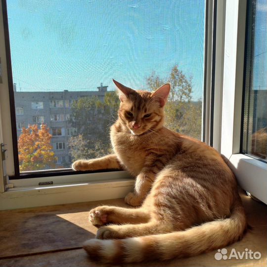 Котик ищет дом