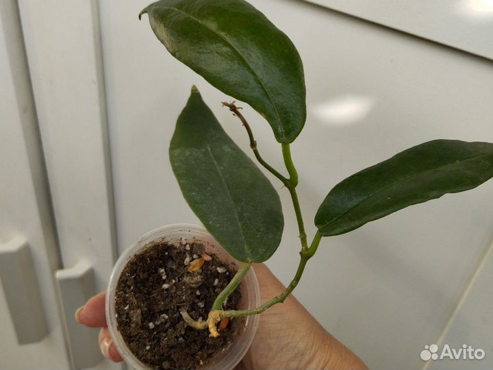 Хойя cv. Kaimukii, Griffitii silver, Globulosa