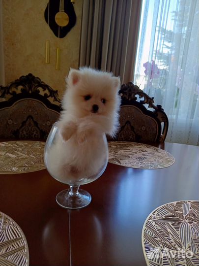 Щенки шпица