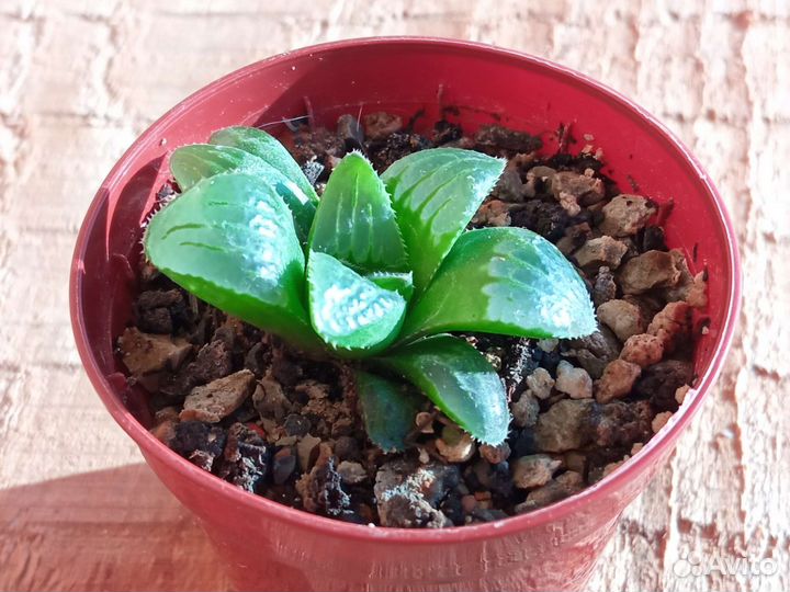 Суккуленты