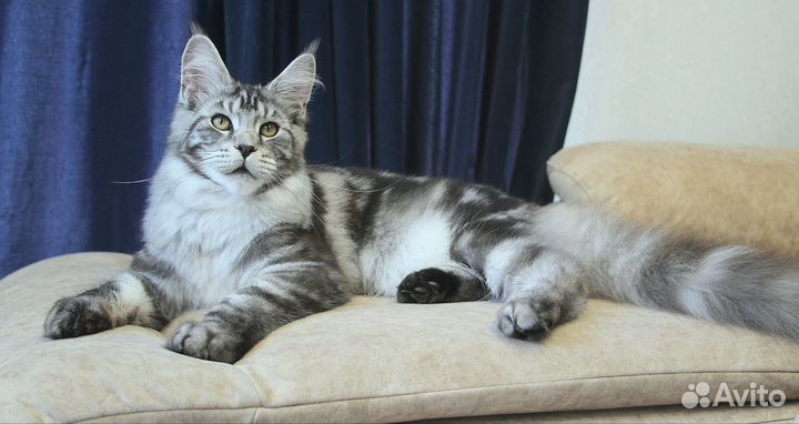 Котята мейн-кун