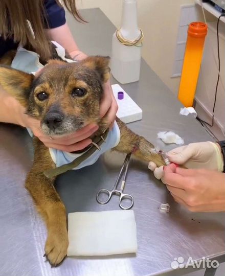 Собака в добрые руки