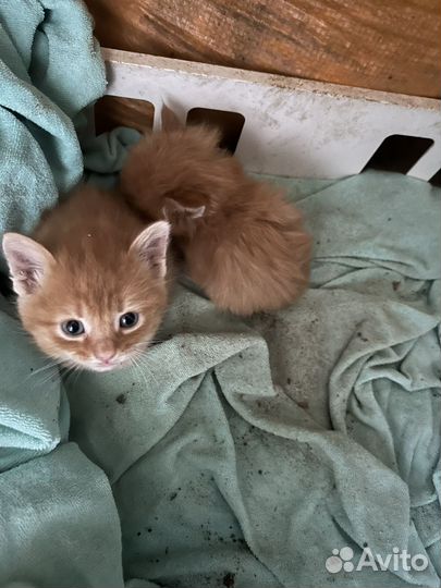 Кошка в дар