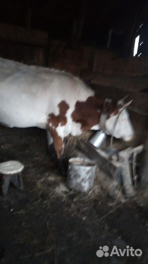 Коровы дойные молочные