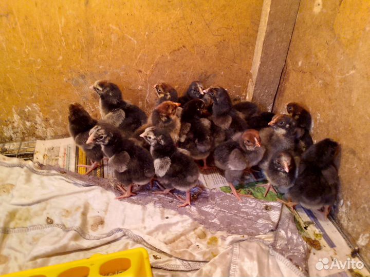 Цыплята виандот