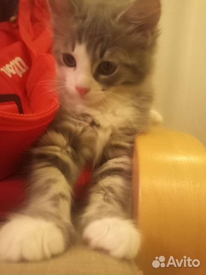 Котята сибирской кошки