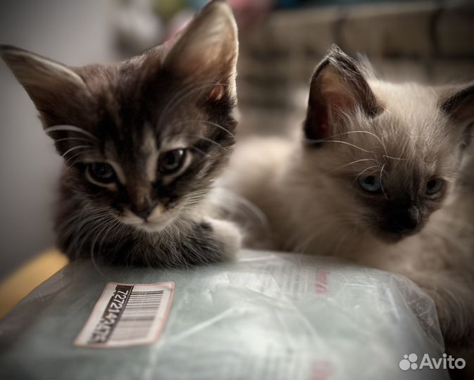 Котята в добрые руки