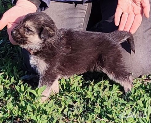 Щенки овчарки