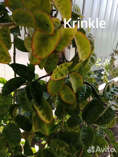 Хойи продажа