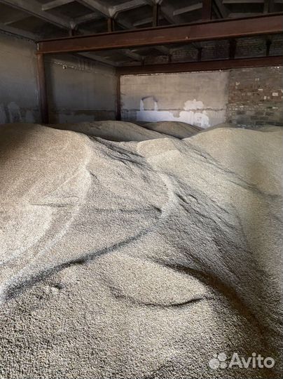 Зерно ячмень