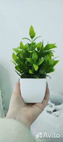 Декоративные цветы