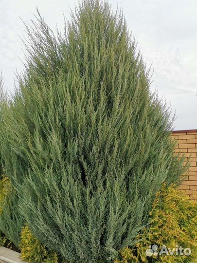 Можжевельник