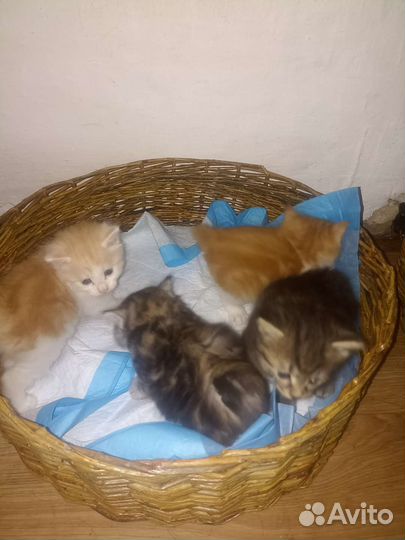 Курильский бобтейл