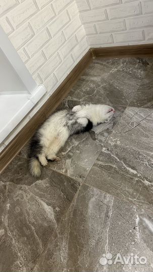 Домашний хорек