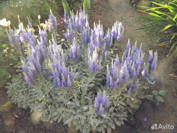 Вероники низкорослые колосистые