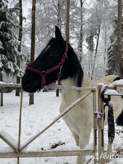 Лошадь