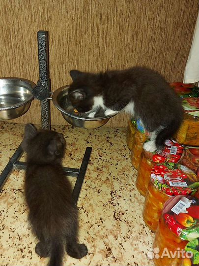 Котята бесплатно