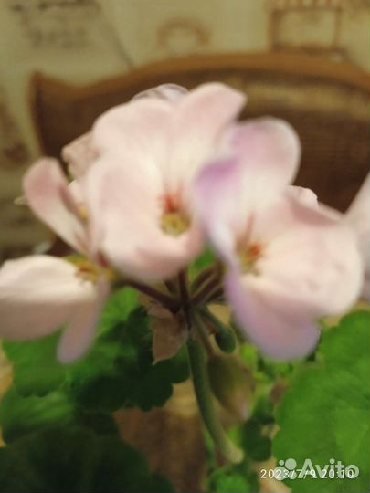 Пеларгония герань