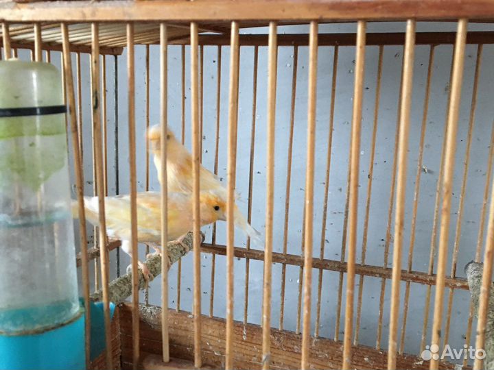 Кенар зеленый и оранжевый