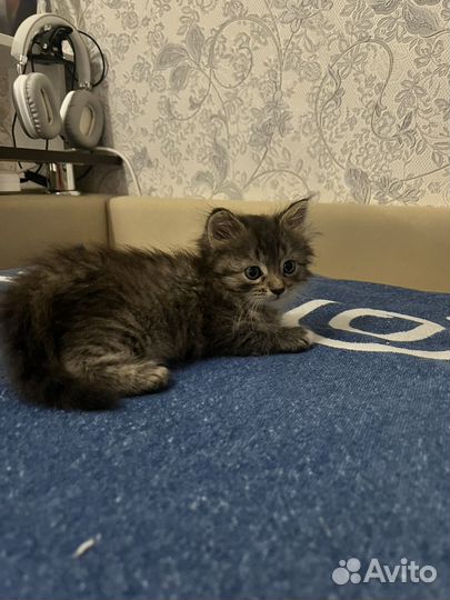 Котенок мальчик бесплатно