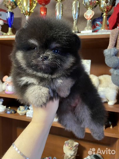 Яркий кукольный мальчик