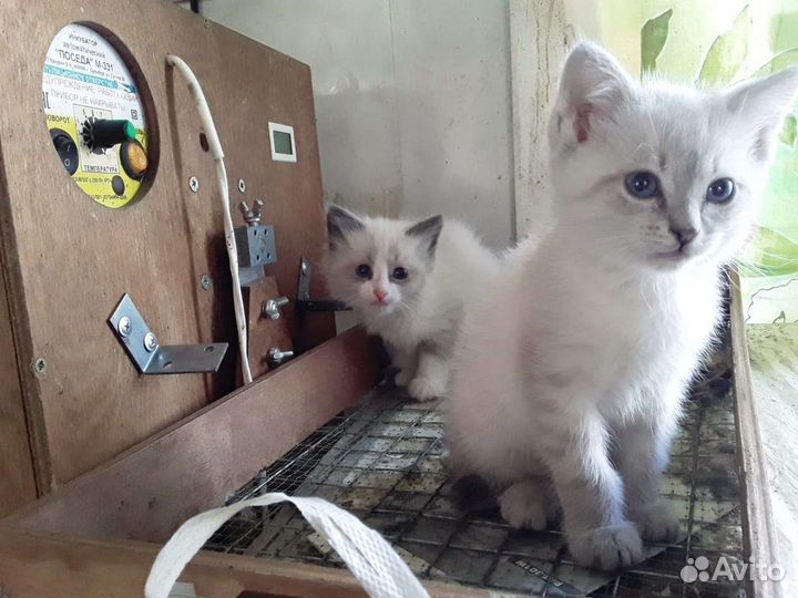 Кошечки две бесплатно в добрые руки