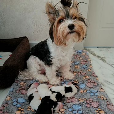 Бивер-йоркширский терьер, щенок