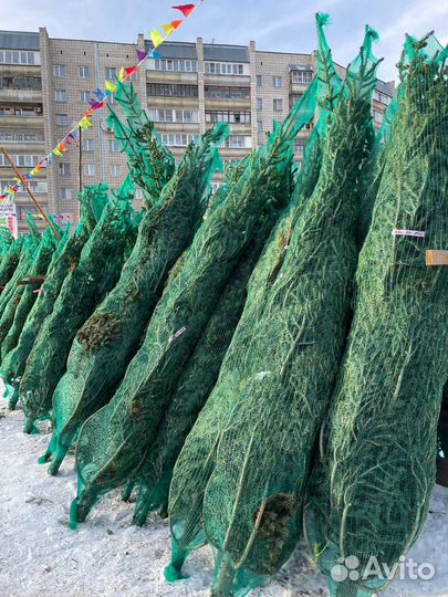 Новогодняя елка живая