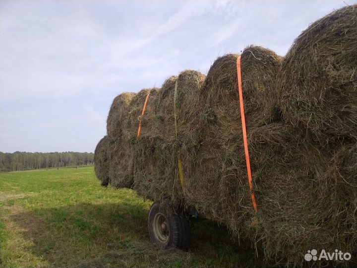 Сено сеянное в рулонах и тюках