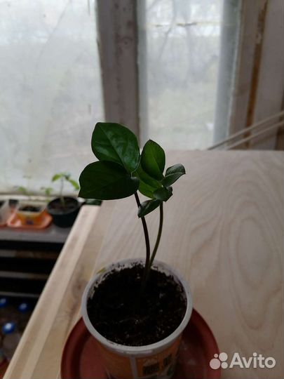 Замиокулькас