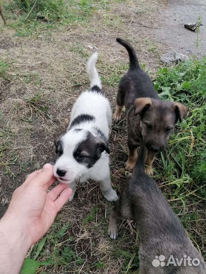 Щенки в добрые руки