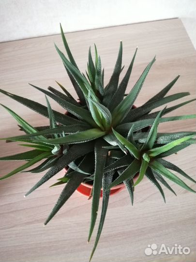 Алоэ пёстрое