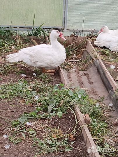 Индоутки тяжелой линии