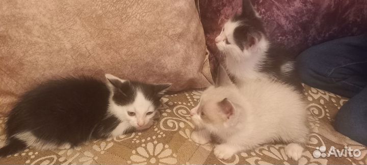 Котята в добрые руки, мальчики