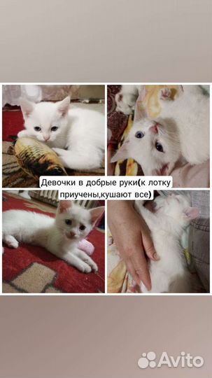 Котята в добрые руки