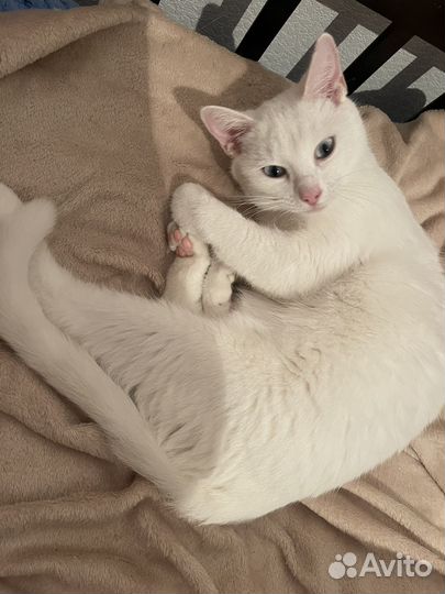 Кошка в добрые руки